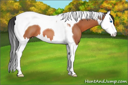 Horse Color:Unknown 