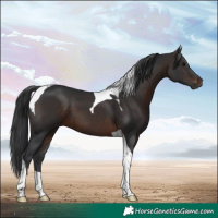 Horse Color:Brown Tobiano 