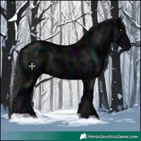 Horse Color:Midnight Black 