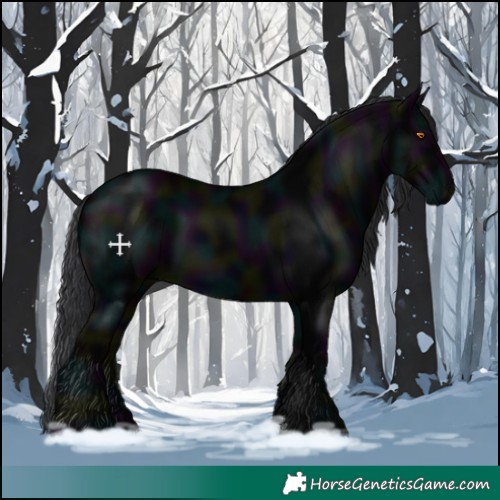 Horse Color:Void Midnight Black 