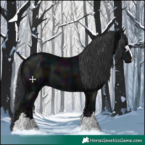 Horse Color:Midnight Black 