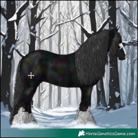 Horse Color:Midnight Black 