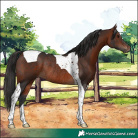 Horse Color:Bay Tobiano Rabicano 