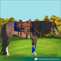 Horse Color:Brown Dun 