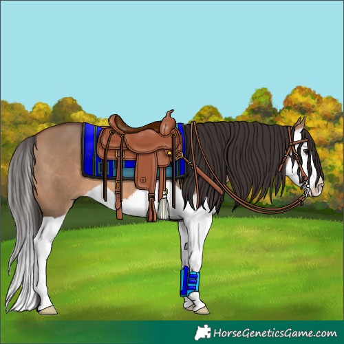 Horse Color:Bay Dun Splash 