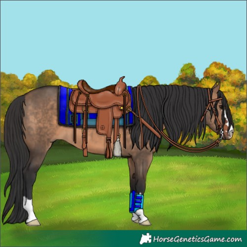 Horse Color:Brown Dun 