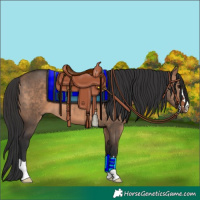 Horse Color:Brown Dun