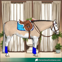 Horse Color:Bay Dun Splash