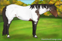 Horse Color:Liver Chestnut Appaloosa