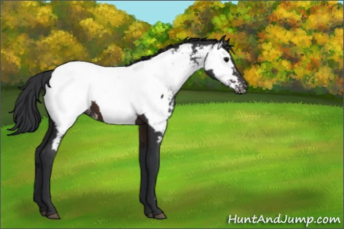 Horse Color:Brown Appaloosa