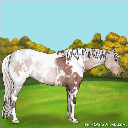 Horse Color:White Spotted Silver Brown Roan Rabicano