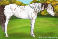 Horse Color:Brown Dun Splash Tobiano Near Leopard 