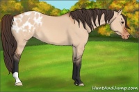 Horse Color:Bay Dun Appaloosa 