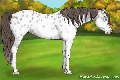 Horse Color:Grullo Ice Splash Appaloosa 
