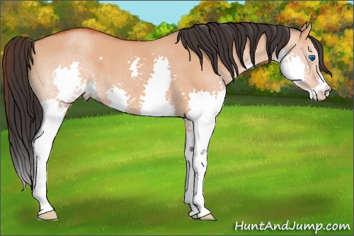 Horse Color:Brown Dun Splash 