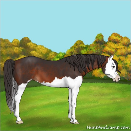 Horse Color:Bay Sabino Splash 