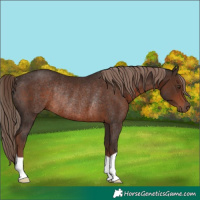 Horse Color:Liver Chestnut Rabicano