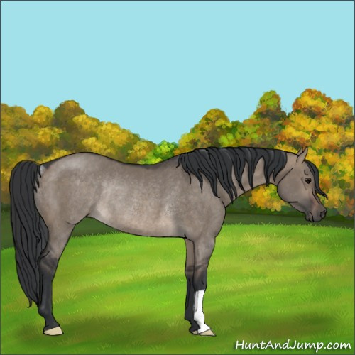 Horse Color:Brown Dun Rabicano 