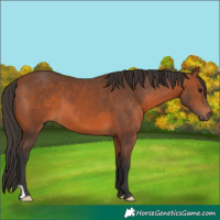 Horse Color:Bay 