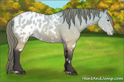 Horse Color:White Spotted Buckskin Dun Appaloosa Rabicano 