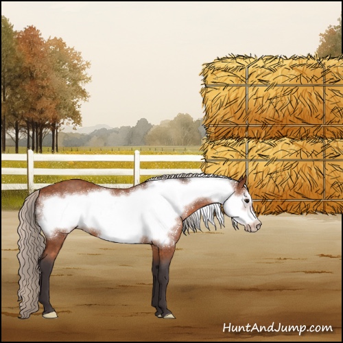 Horse Color:Silver Buckskin Roan Frame 