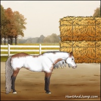 Horse Color:Silver Buckskin Roan Frame