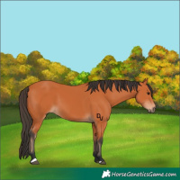 Horse Color:Bay 