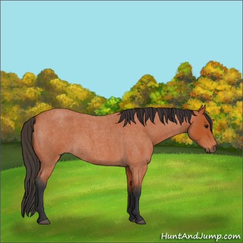 Horse Color:Bay Roan 