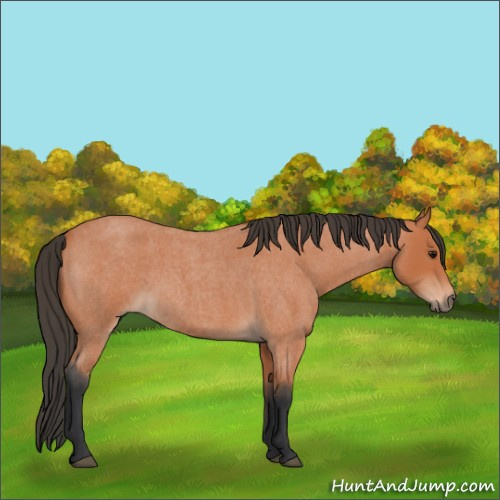 Horse Color:Bay Roan 