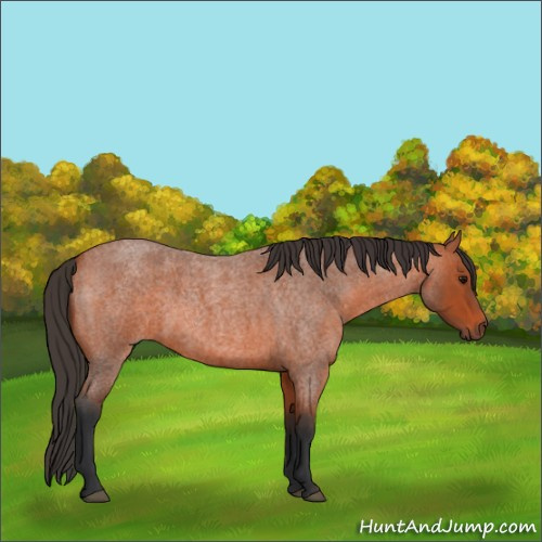 Horse Color:Bay Roan 