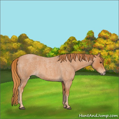 Horse Color:Red Roan Frame