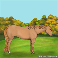 Horse Color:Red Roan 