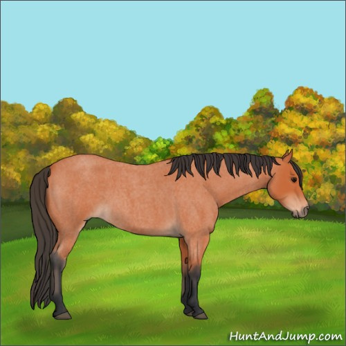 Horse Color:Bay Roan