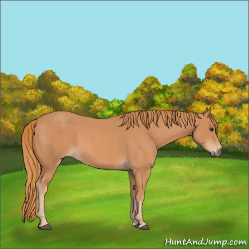 Horse Color:Red Roan 