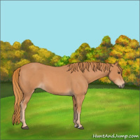 Horse Color:Red Roan 