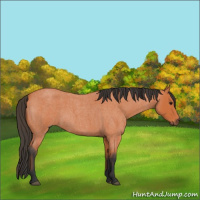 Horse Color:Bay Roan 