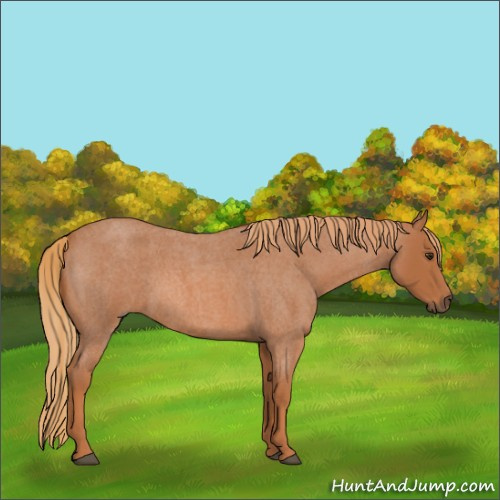 Horse Color:Red Roan 