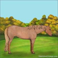 Horse Color:Red Roan 