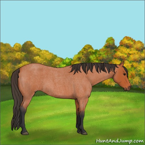 Horse Color:Bay Roan 