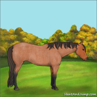 Horse Color:Bay Roan 