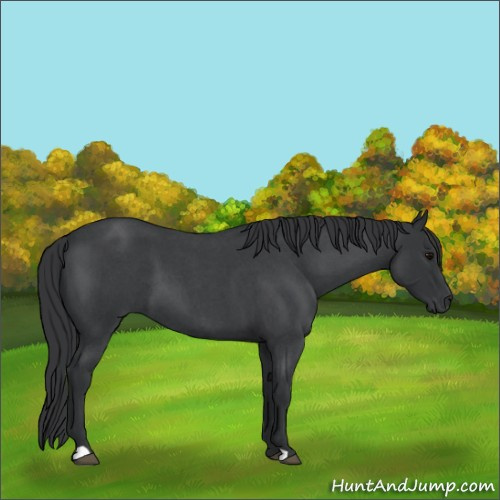 Horse Color:Blue Roan 