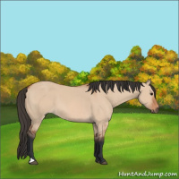 Horse Color:Bay Dun 