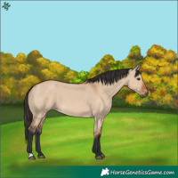 Horse Color:Bay Dun 