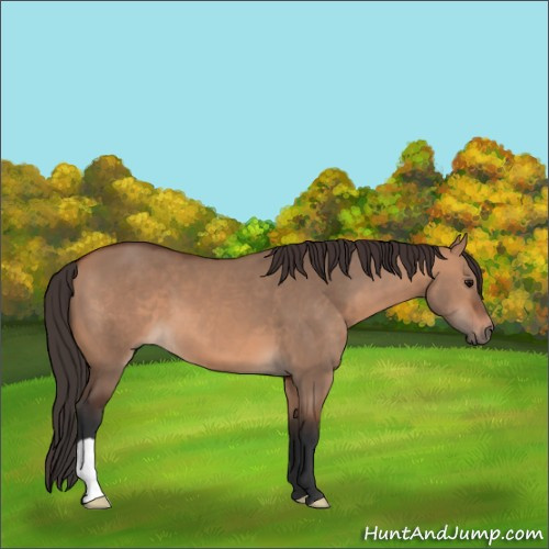 Horse Color:Bay Dun 