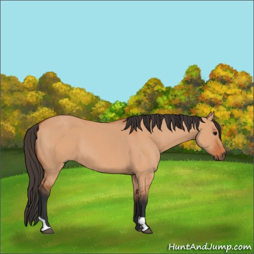 Horse Color:Bay Dun