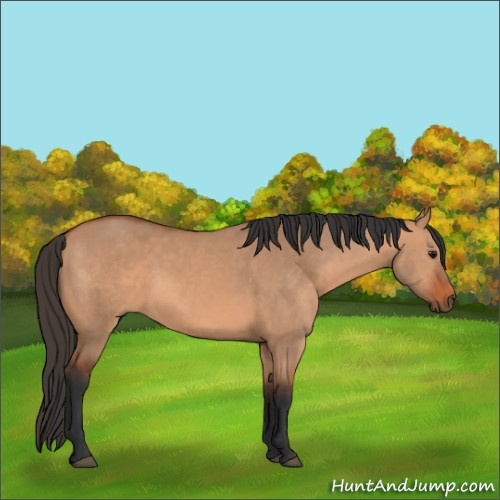 Horse Color:Bay Dun 