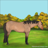 Horse Color:Bay Dun 