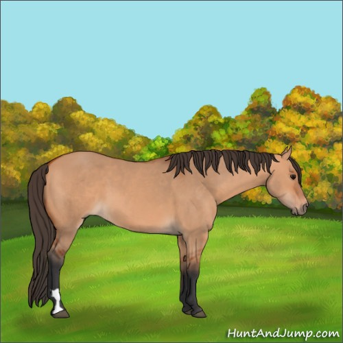 Horse Color:Bay Dun