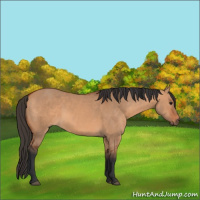 Horse Color:Bay Dun 