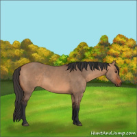 Horse Color:Bay Dun 
